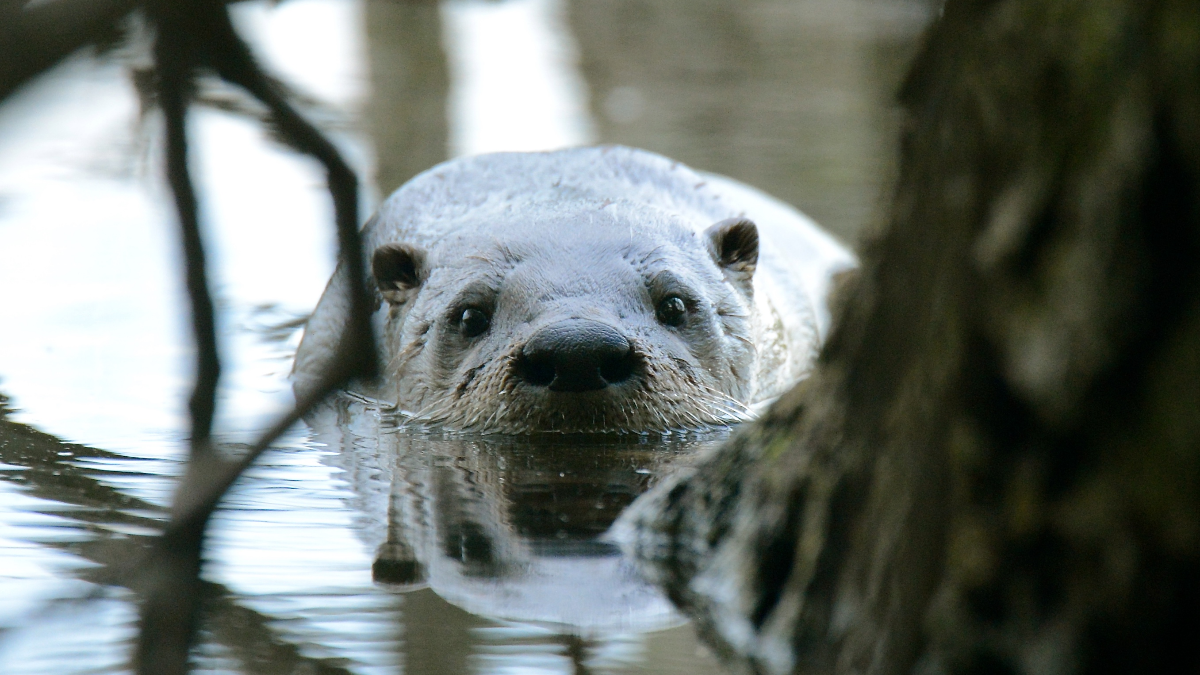 Newest Apex Predators In Chicagoland? Otters And Badgers | WBEZ