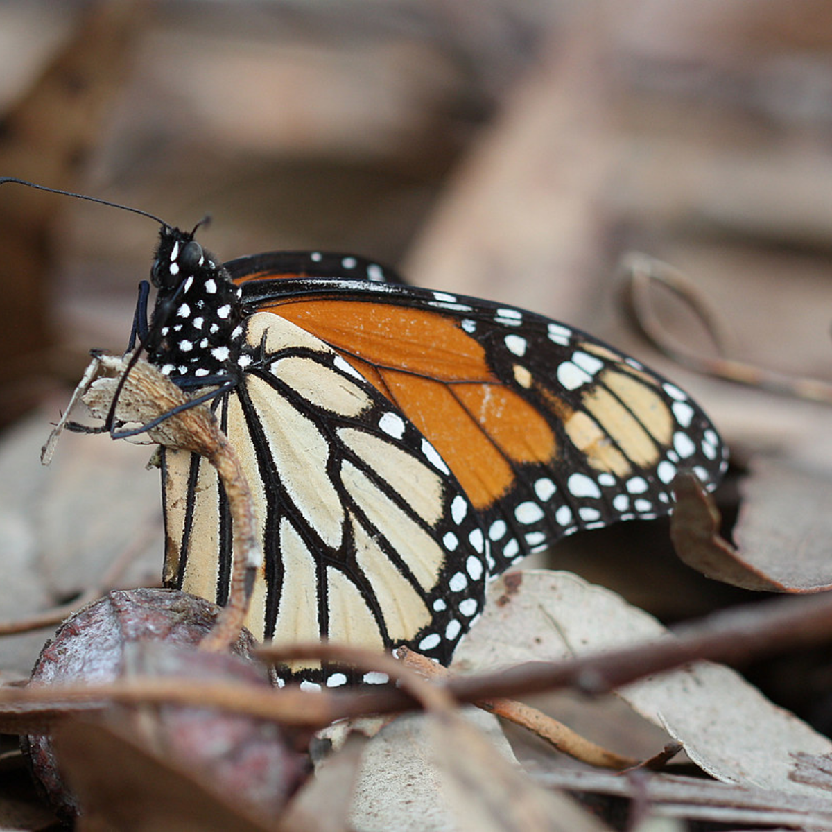 Bugs in Chicago WBEZ