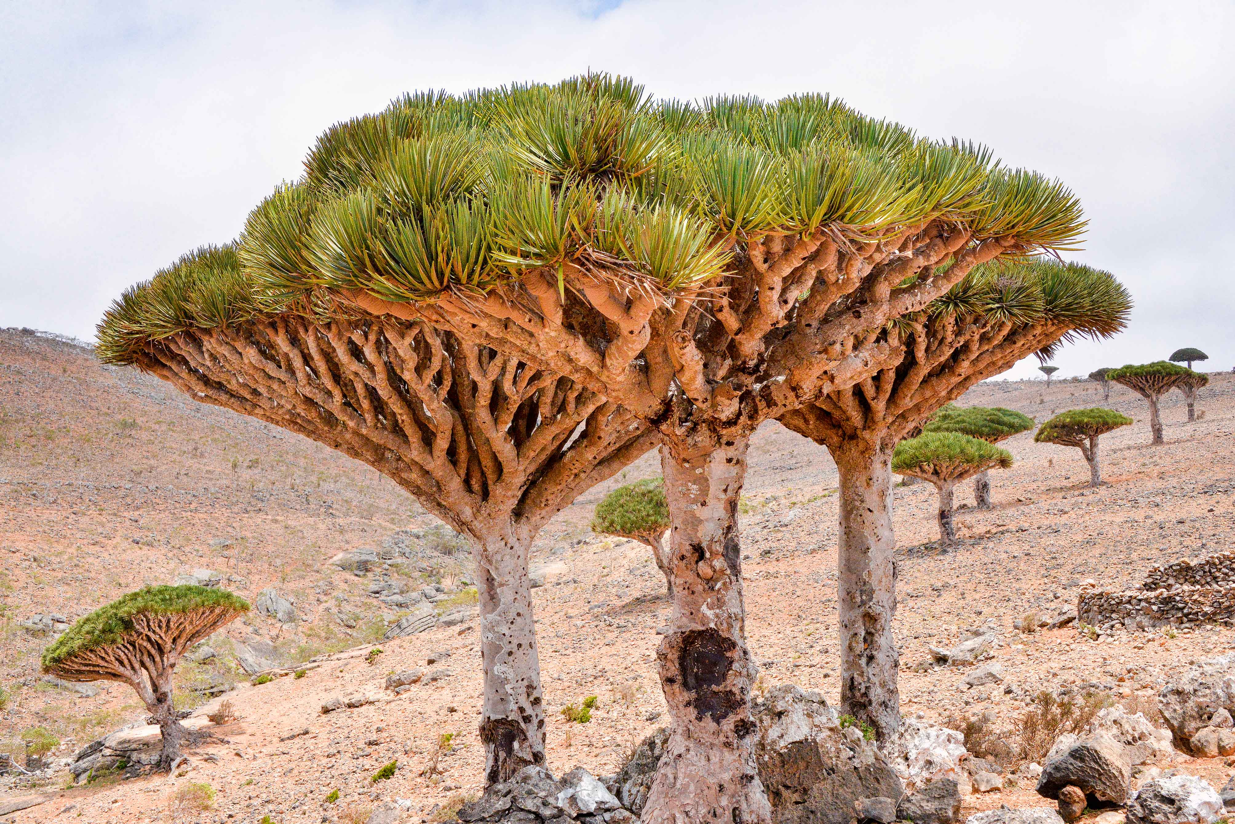 Yemen's Socotra Island, the "Galapagos of the Indian Ocean" | WBEZ