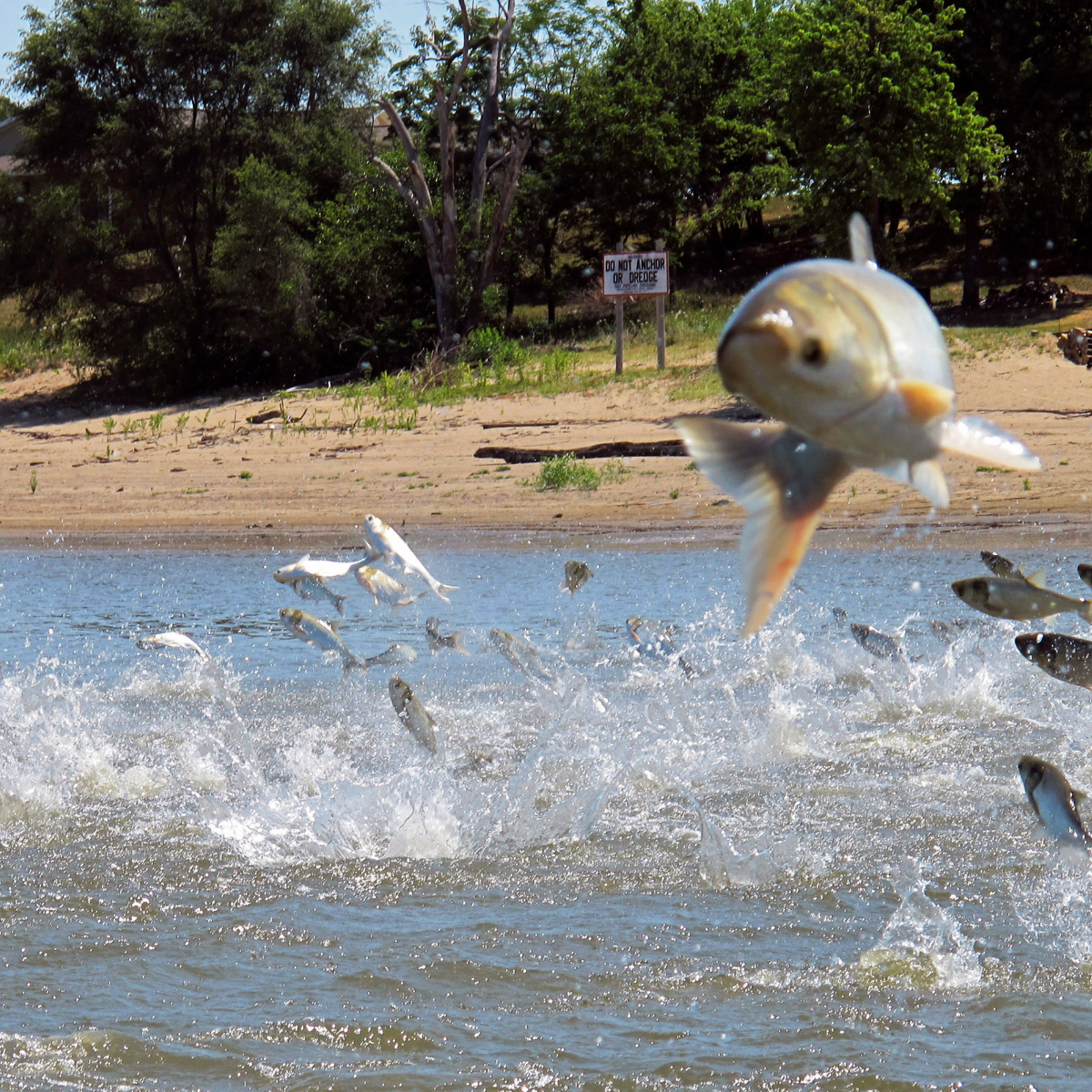Asian Carp Could Find Plenty Of Food In Lake Michigan WBEZ