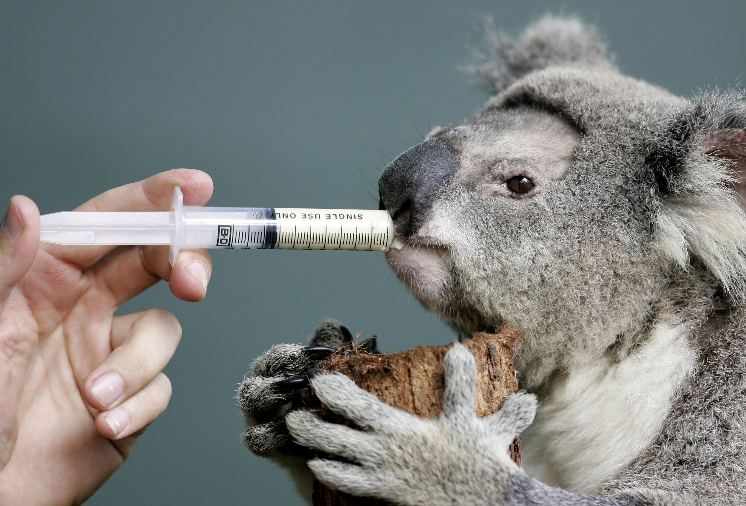 Must We Kill Koalas To Save Them WBEZ