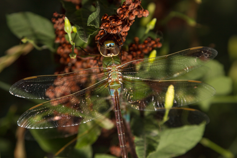 The Great Chicago Dragonfly Invasion, explained WBEZ