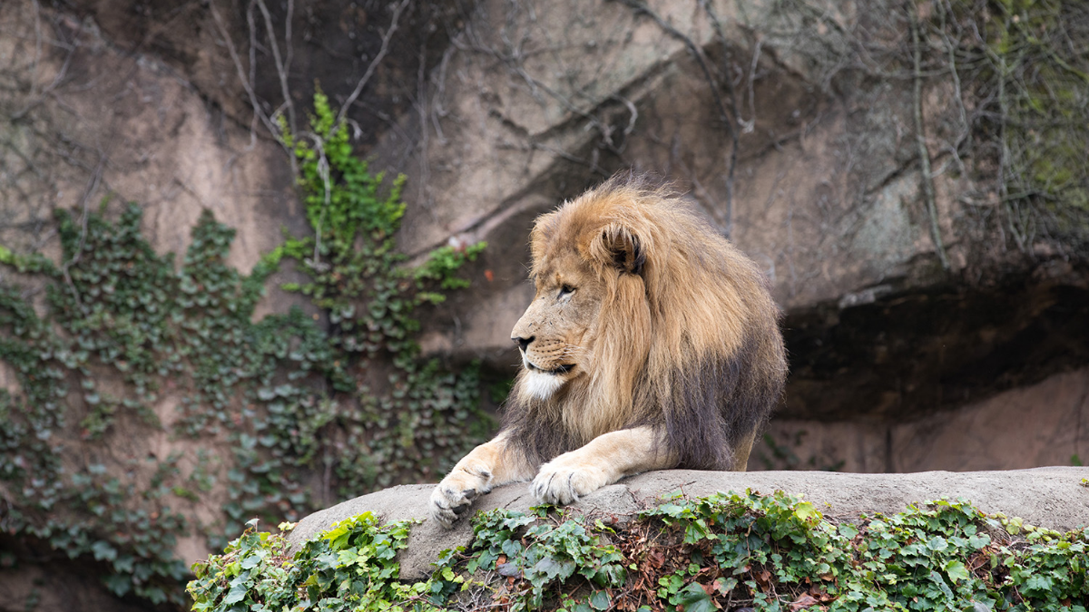 Nine-year-old Sahar is one of three lions relocating to Rolling Hills Zoo in Kansas so Lincoln Park Zoo can renovate its lion habitat.